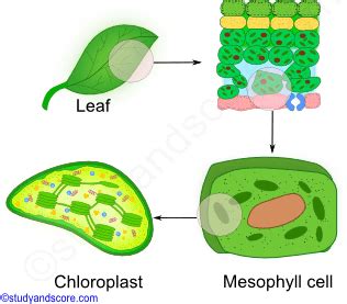 Specialised Chloroplasts Nucleus Cells Photosynthesis Cellulose Cell ...