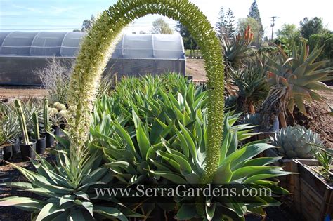 Agave attenuata - Cacti.com