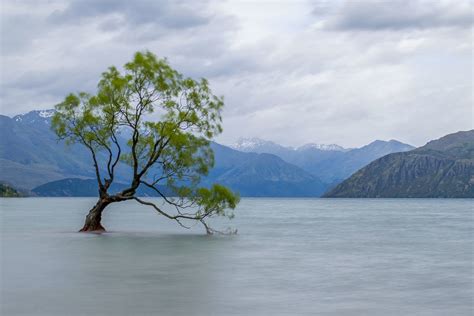 The Wanaka Tree Free Photo Download | FreeImages