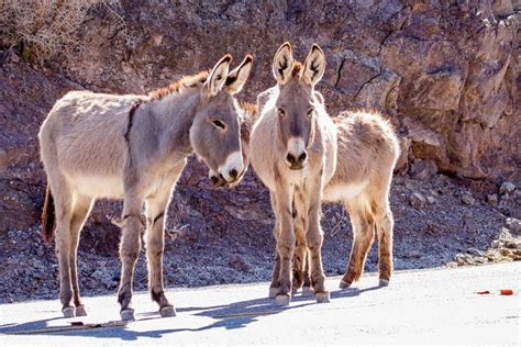 Serial Wild Donkey, Or 'Burro,' Killer Sought In Mojave Desert | Crime News