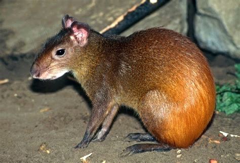 All Animals: Agouti,Profile,Latest News,Photos