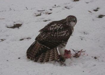 Animals for Kids: Red-tailed Hawk Raptor