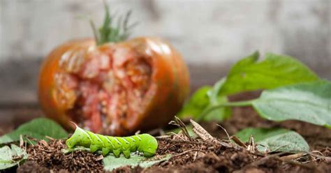 How to Control and Prevent Hornworms