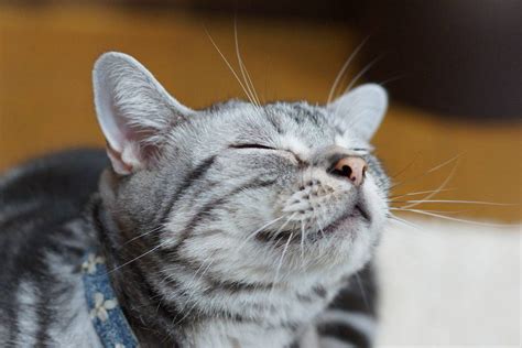 Friendships Between Cats and Humans - Katzenworld