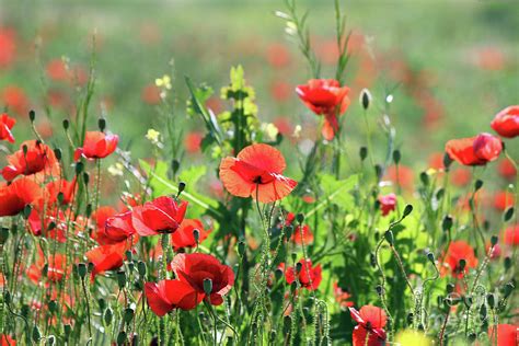 Poppy Flowers Field Spring Season Photograph by Goce Risteski | Fine Art America