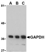 Anti GAPDH (N-Terminal) Antibody | Bio-Rad