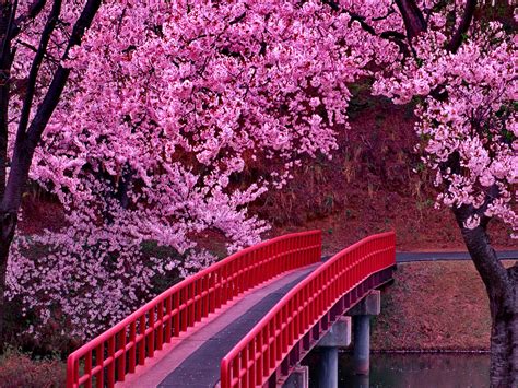 Sakura Trees Wallpapers - Wallpaper Cave