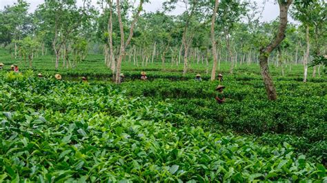 Sreemangal, the tea capital of Bangladesh where you will enjoy some ...