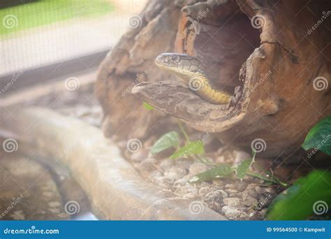 The King Cobra (Ophiophagus Hannah), Also Known As Hamadryad, is Stock ...