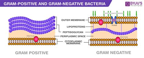 Bacterial Structure Explained in Simple - The Nepali Doctor