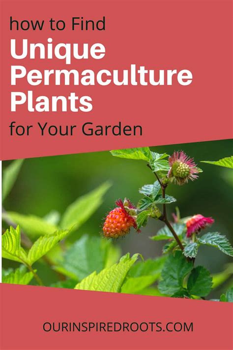 45+ Permaculture Plants to Grow Now