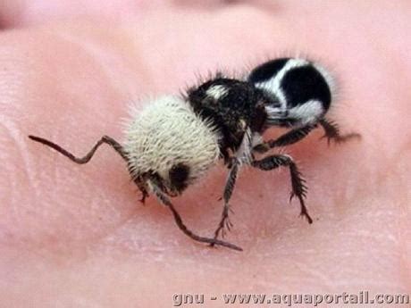 The Panda Ant - Paperblog