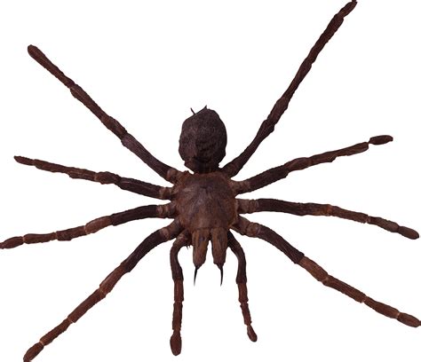 Spider PNG image transparent image download, size: 2327x2006px