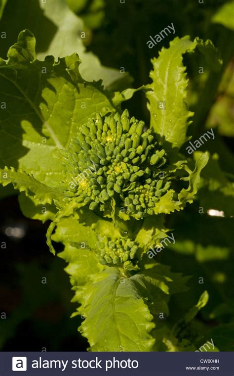 Sprouting Broccoli ready for harvest in a home organic vegetable garden ...