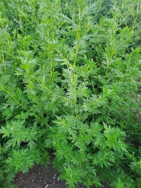 Sweet Annie Artemisia 2020 crop short stems dried | Etsy