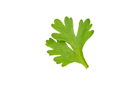 High definition of fresh green coriander leaf isolated on transparent ...