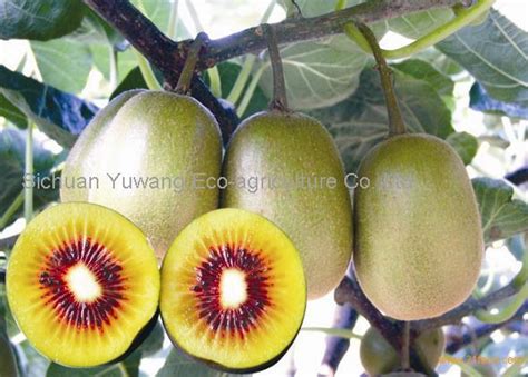 red kiwi fruit,China price supplier - 21food