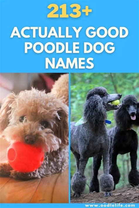 213 Best Poodle Names (Actually Good) - Oodle Life