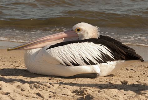 Baby Pelican | Flickr - Photo Sharing!