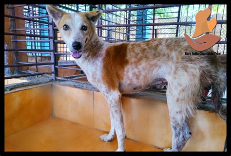 TVT Dog Rescue and Treatment in Pondicherry - Bark India