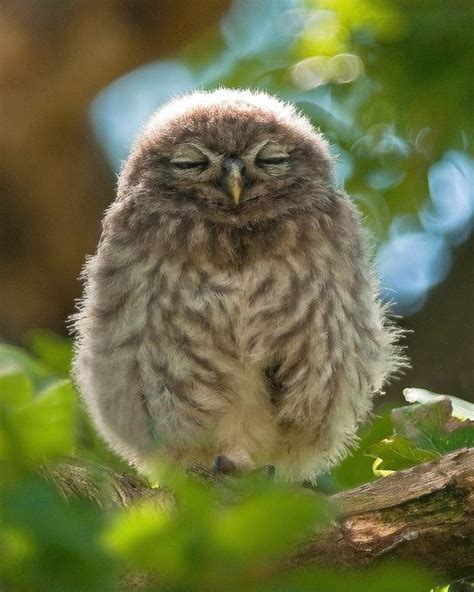 Hush Little Baby!! (Young Little Owl) | Cute baby owl, Baby owls, Animals