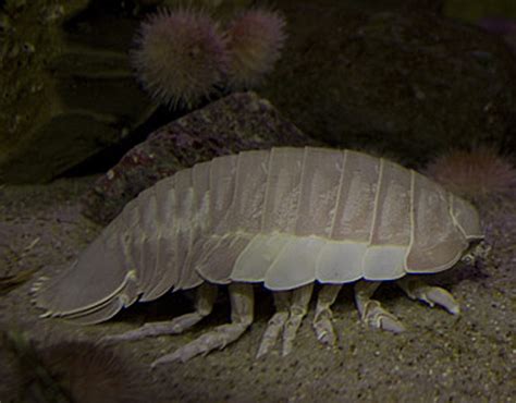 Giant Isopod | Online Learning Center | Aquarium of the Pacific