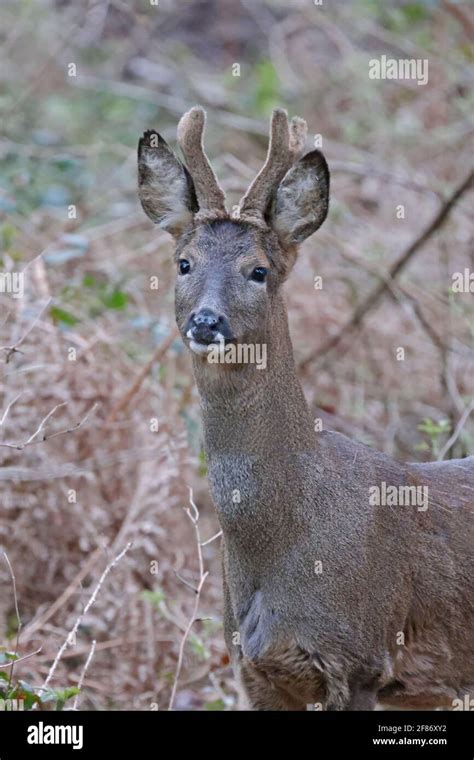 Male roe deer uk hi-res stock photography and images - Alamy