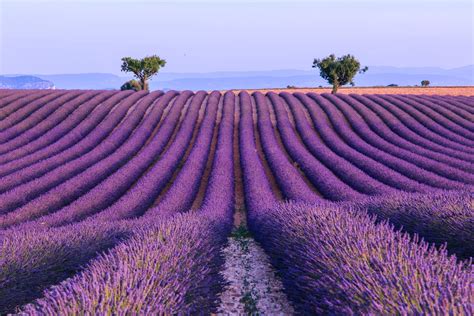Lavender-field-summer -landscape-near-Valensole. Provence, France ...