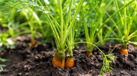 Cold-Tolerant Vegetables for Fall & Winter Gardening | Garden