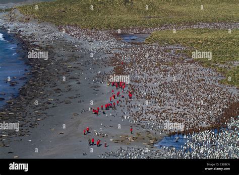 Aerial view of the massive king penguin colony at Gold Harbour, South ...