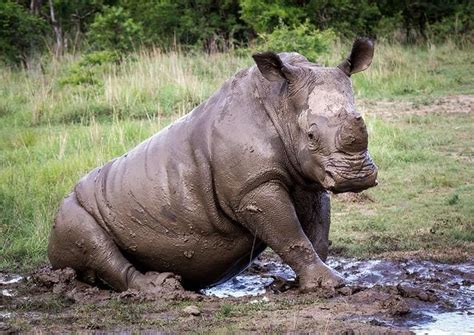 Opinion | What the Death of a White Rhino Really Tells Us | Jill Filipovic