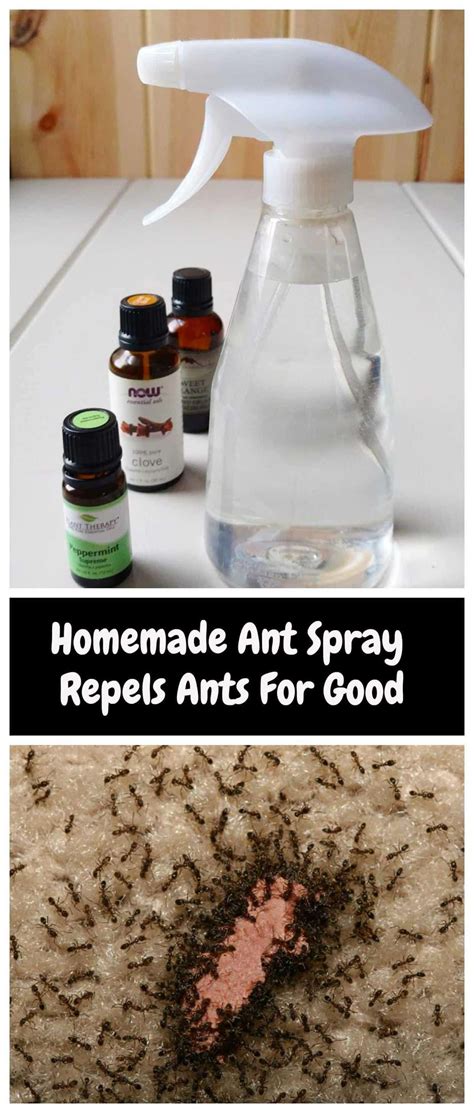 Homemade Ant Repellent Spray To Get Rid Of Ants For Good in 2020 | Get rid of ants, Ant ...