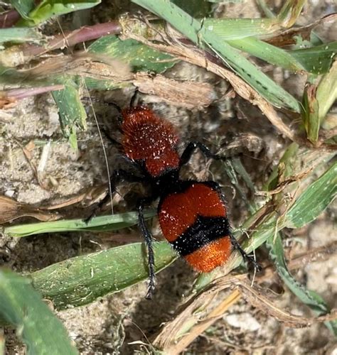 Red Velvet Ants Aren't Really Ants at All! - Nature Walks with Judy