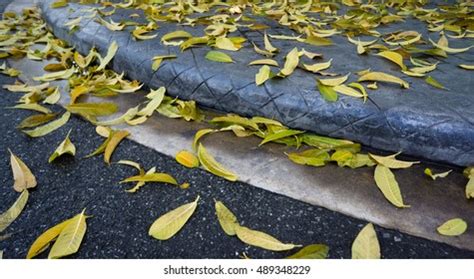 Shorea Robusta Leaves Stock Photo 489348229 | Shutterstock