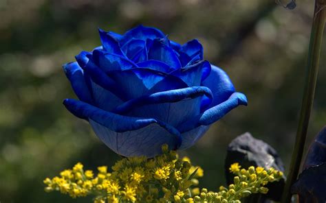 /blue-rose-flower | Blue roses wallpaper, Blue roses, Beautiful roses