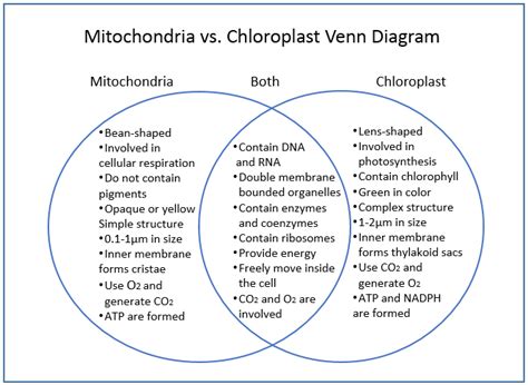 Mitochondria vs Chloroplast Venn diagram | Difference and Similarities