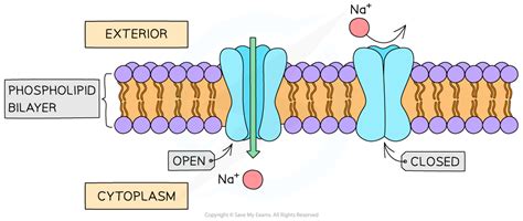 Membrane Transport | SL IB Biology Revision Notes 2025