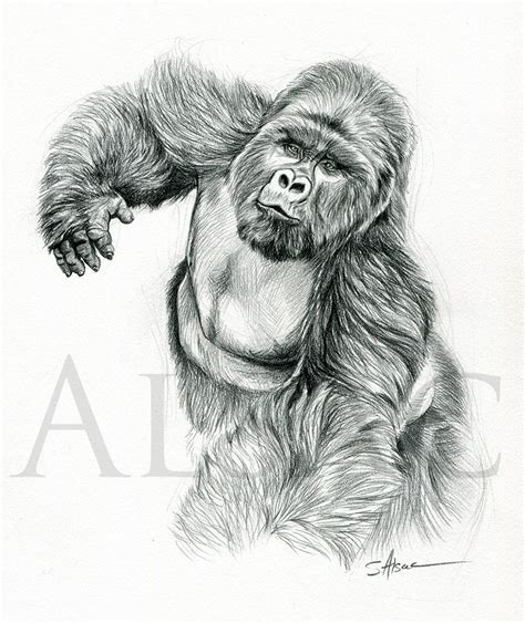 "Gorille" - Stéphane Alsac | Dessin gorille, Dessins au crayon d ...