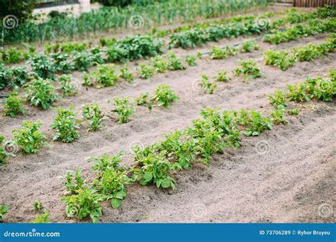 Potatoes Plants Growing in Raised Beds in Vegetable Garden in Summer ...