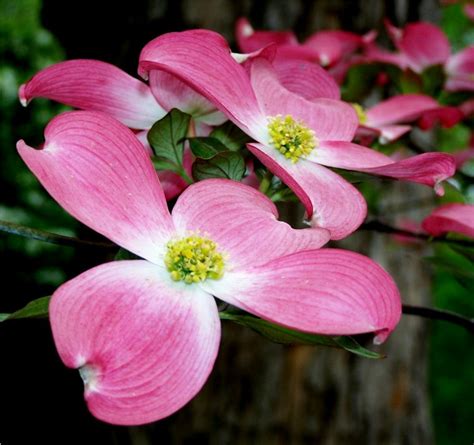 north carolina flowering dogwood - Shower Site Bildergalerie