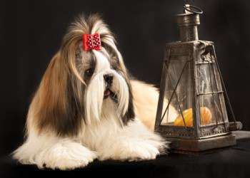 Imperial & Tea Cup Shih Tzu | Weight, Size, Breed Standards