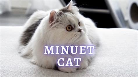 All About Minuet Cat Breed (Napoleon) - ThePets