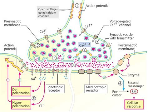 Neurotransmission - Physiology - An Illustrated Review