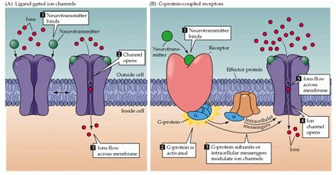 The Plastic Brain: Ionotropic versus Metabotropic Receptors