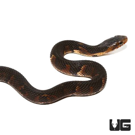 Baby Broad Banded Water Snake For Sale - Underground Reptiles