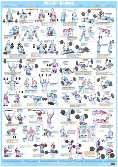 Bodybuilding Exercise Poster Weight Training Exercise Chart Barbell and ...