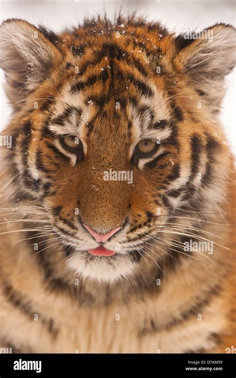 Siberian tiger snow cub hi-res stock photography and images - Alamy