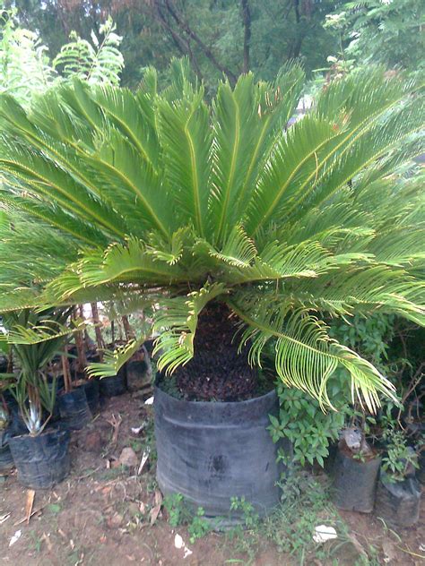 Garden Plant Nursery Ahmedabad: specimen garden plants nursery