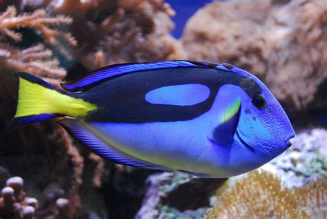 Paracanthurus - Wikipedia | Blue tang fish, Beautiful fish, Tang fish