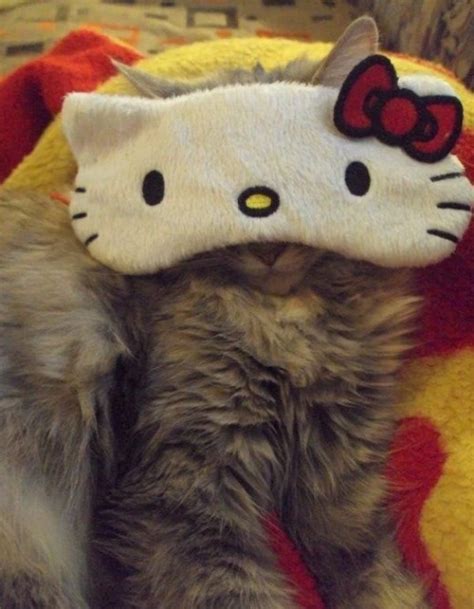 Ten Cats With Funny Eyes That Will Turn Any Frown Upside Down